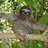 Sloth